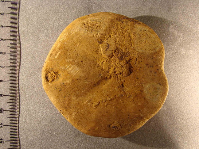 fossili da identificare, No 2.